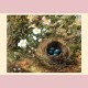 Bird's nest and dog roses