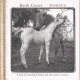 Keith Carter - Horses