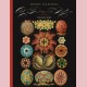 Ernst Haeckel: Art forms in nature coloring book