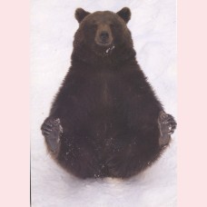 Eurasian brown bear with cold feet