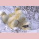 Frolicking male polar bear