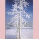 Lodgepole pine covered in rime ice