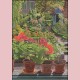 Garden and geraniums at the window