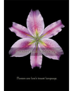 Stargazer Lily