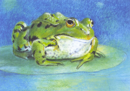 Tierfreunde 1 - Frosch