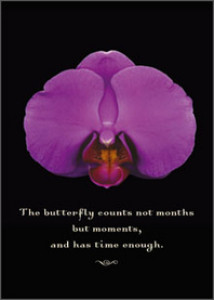 Purple orchid