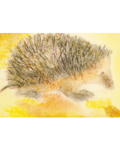Igel