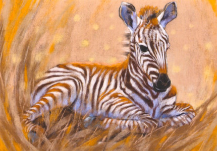 Zebra