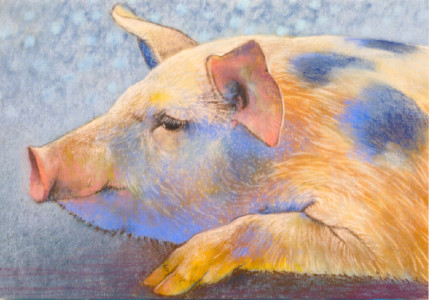 Liegendes Schwein