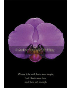 Orchid 7