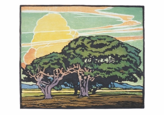Del Monte oaks