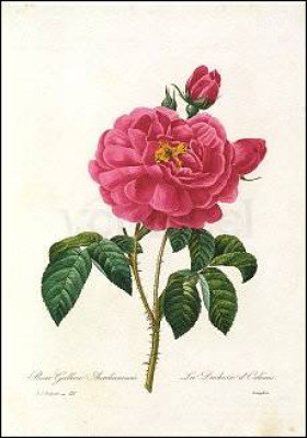 Rosa Gallica Aurelianensis