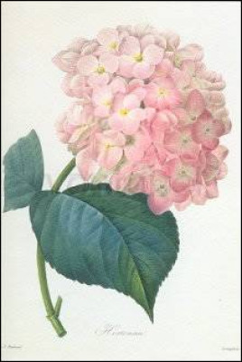 Hydrangea