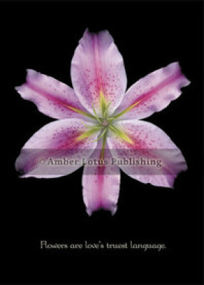 Stargazer Lily