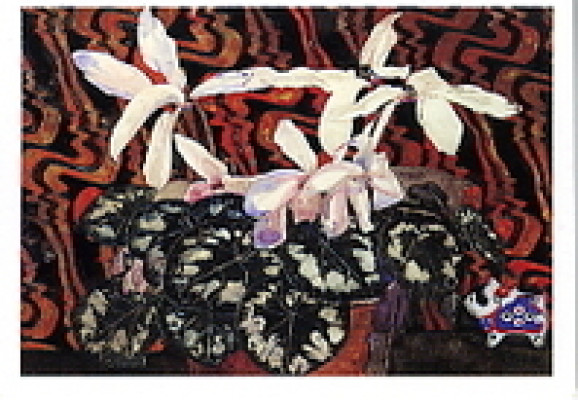 Cyclamen