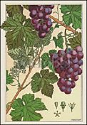 Die Weinrebe