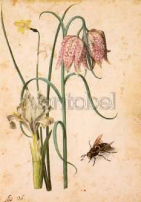 Iris, Narzisse, Schachbrettblume und Hornisse