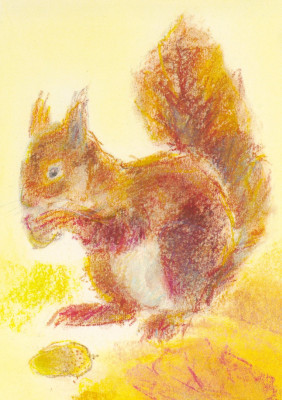 Eichhörnchen