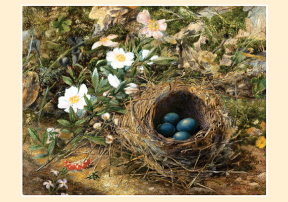 Bird's nest and dog roses