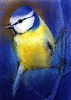 Blaumeise III