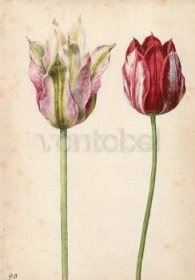 Georg Flegel