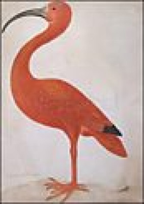 Roter Ibis mit einem Ei