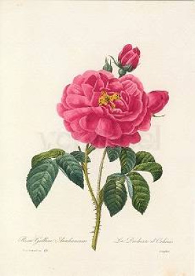 Rosa Galica Aurelianensis