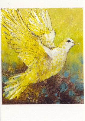Pigeon