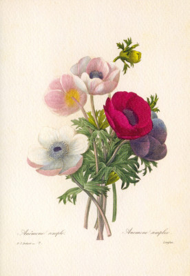 Anemone simplex