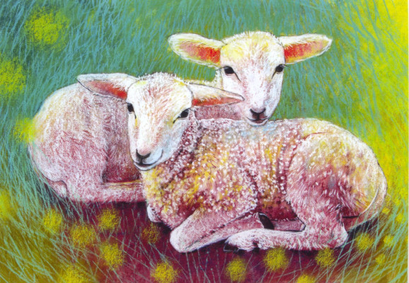 Klein Tierbabybuch 4-Zwei Lämmer