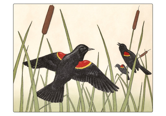 Red-winged blackbirds