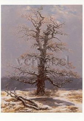 Eiche im Schnee
