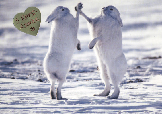 Arctic hares