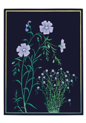 Blue flax