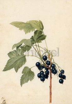 Black currant