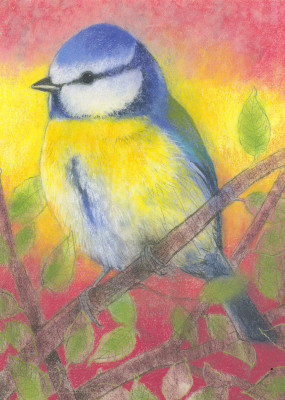 Klein Vogelbuch 3-Blaumeise