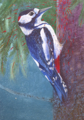 Klein Waldtierbuch 4-Buntspecht