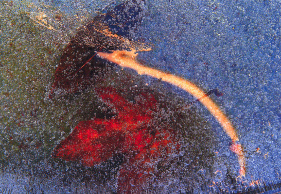 Erfroren Blätter II