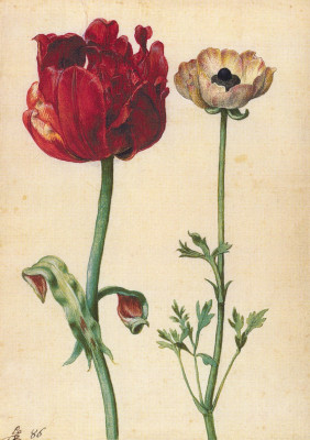 Tulpe und Gartenranunkel