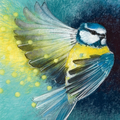 Auffliegende Blaumeise