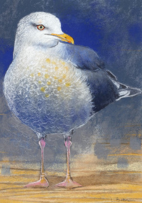 Möwe