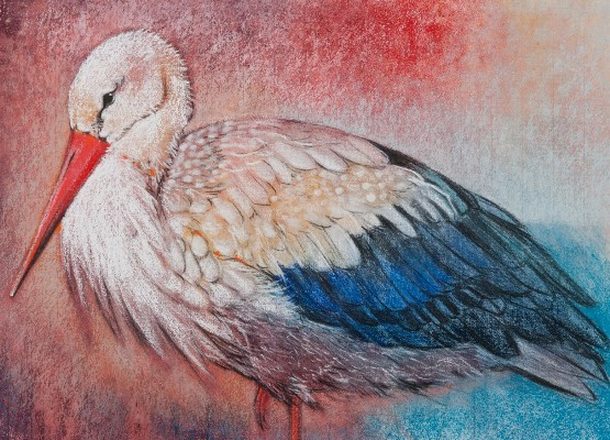 Storch