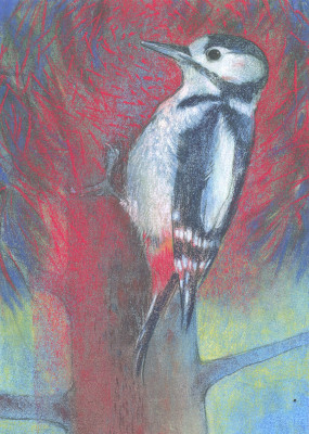 Klein Vogelbuch 1-Buntspecht
