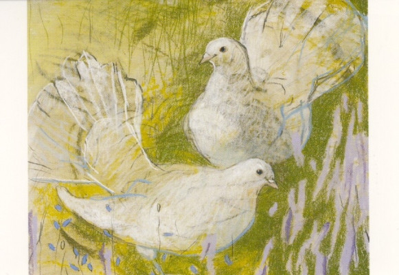 White pigeons