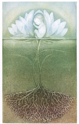 Seerose