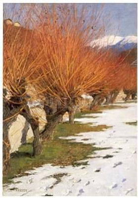 Weiden in der Wintersonne