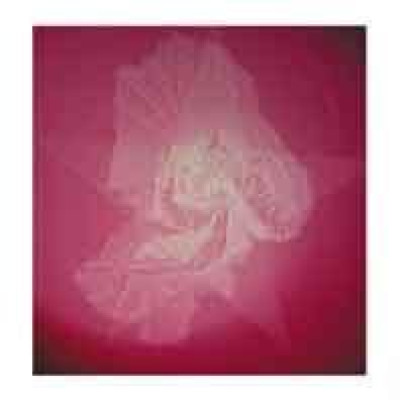 Eine Rose in Entwicklung