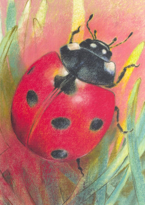 Klein Insektenbuch 2-Marienkäfer