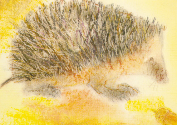 Igel