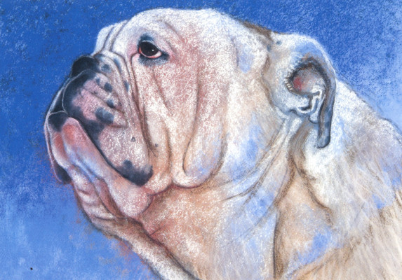 Bulldogge
